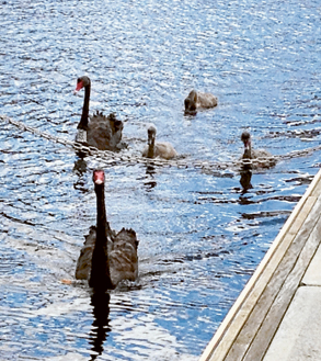 Okay, okay! It was a DUCK!