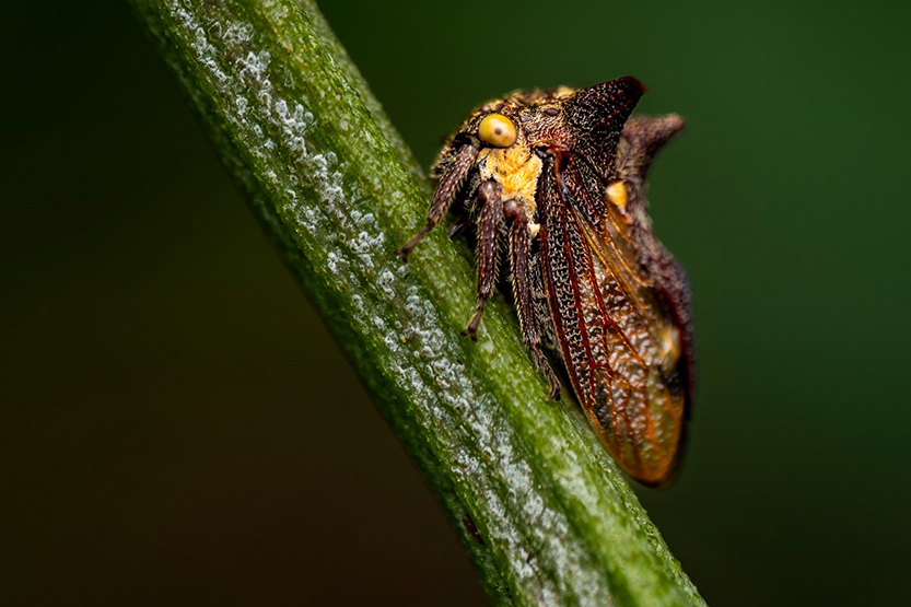 Citizen scientists log the city’s top three insects