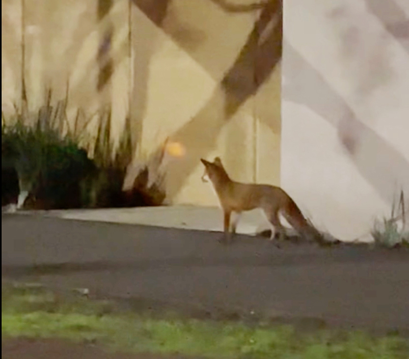 Are you fur real? Fox sighted in Southbank