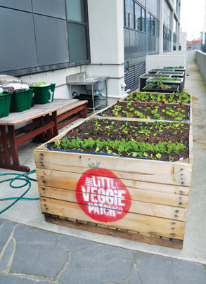 Vegie patch in the sky