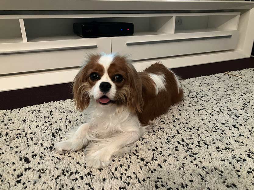 Puppy dies after suspected of eating poisonous mushroom