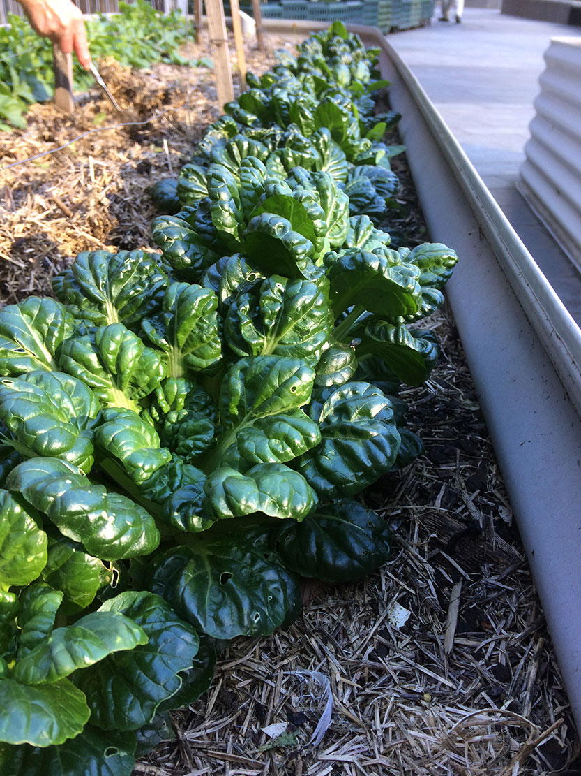 Preparing for spring planting 