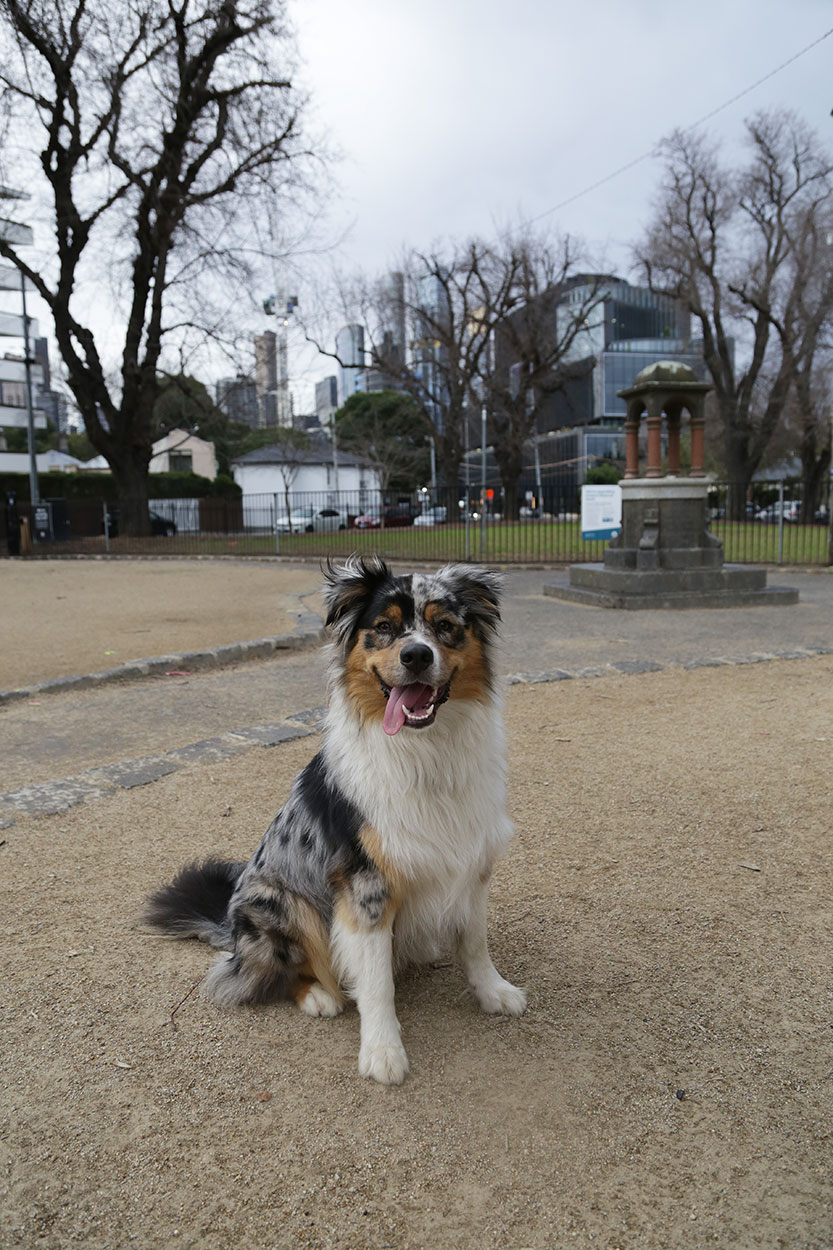 Late-night barking dogs at popular park prompt council to take action