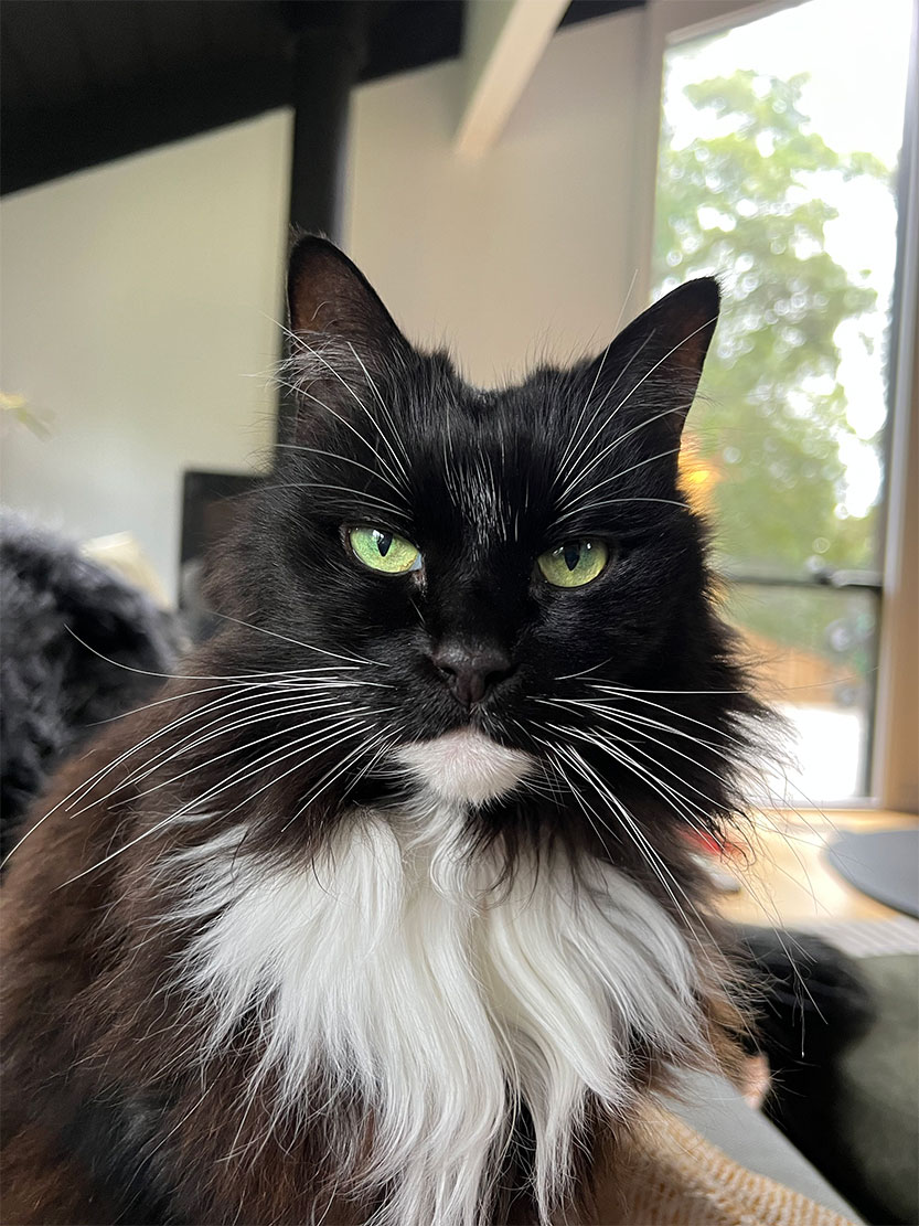 Roaming cats could be kept at home 24 hours under new council policy