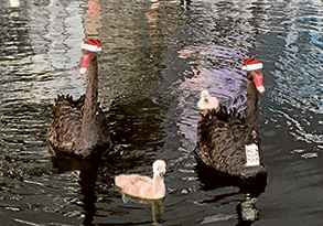 Merry Christmas Docklands
