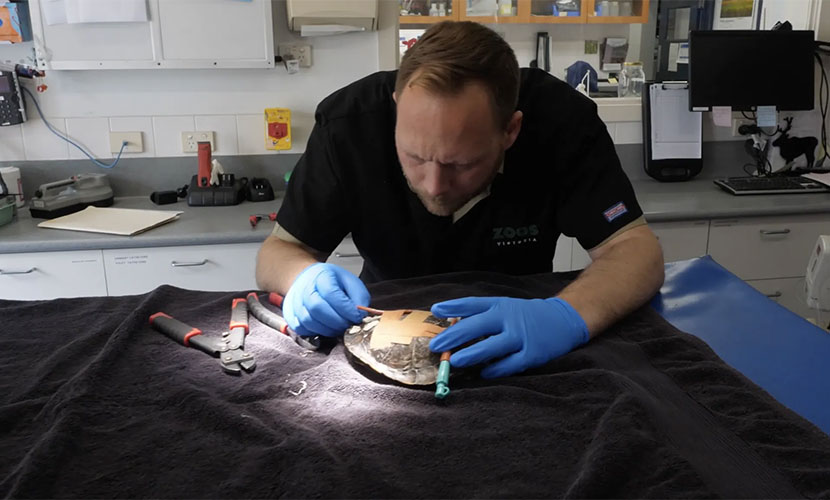 Rescue success for zoo teams
