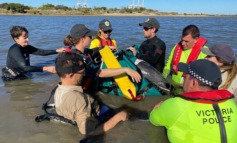 Rescue success for zoo teams