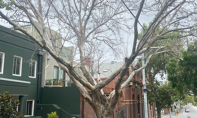 Damaged tree an “insidious” act of vandalism