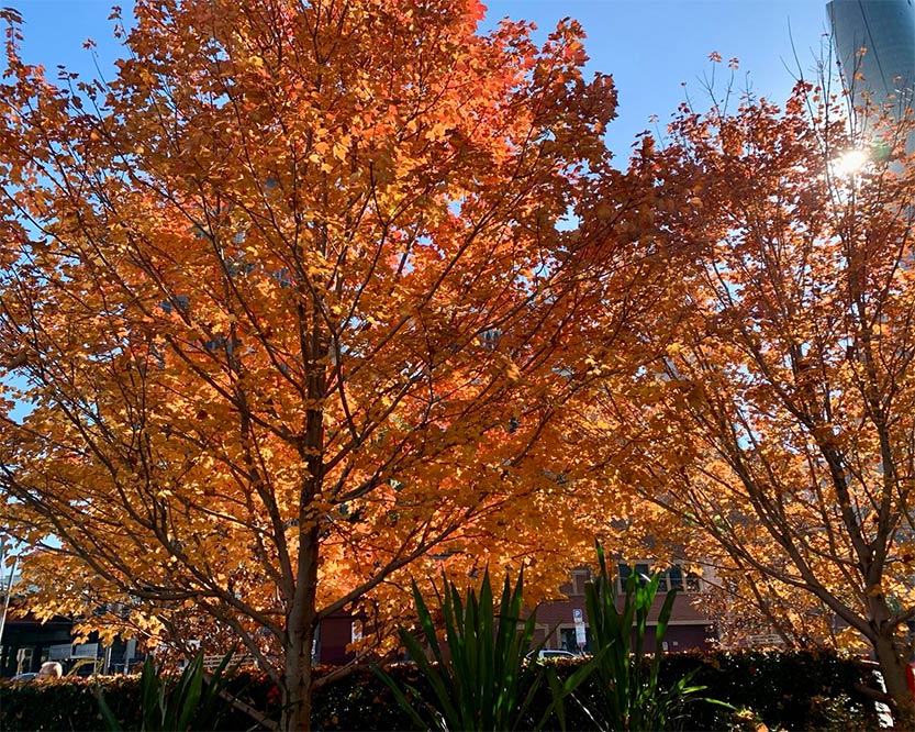 Autumn highlights Southbank’s community and nature