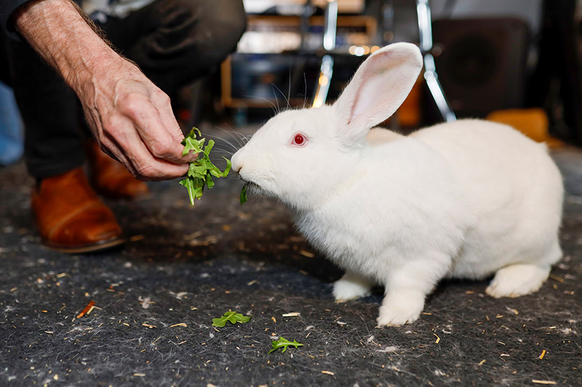 A Hoppy ending