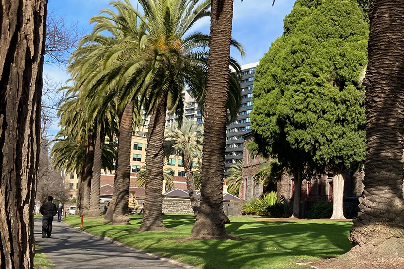 Trees of Southbank