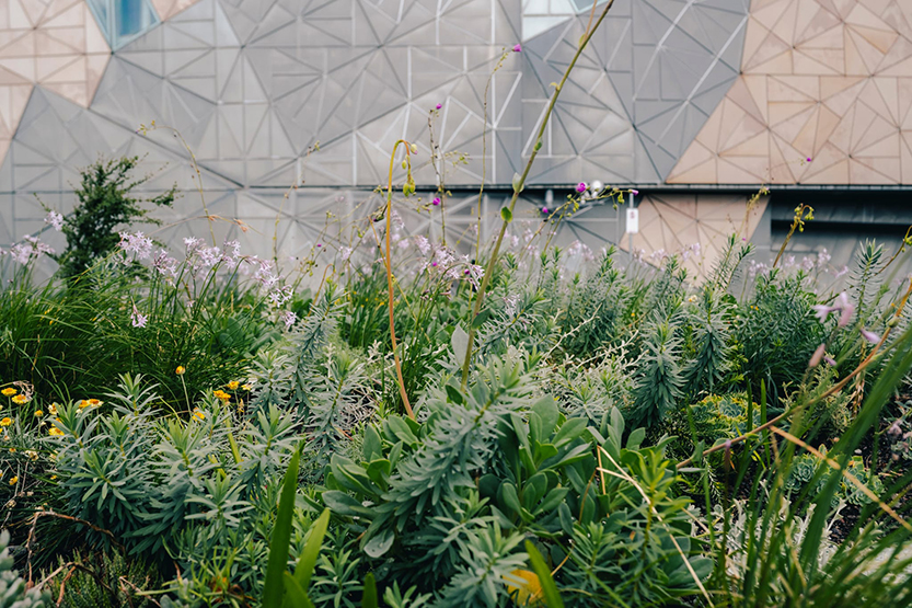 A new Test Garden opens at Fed Square