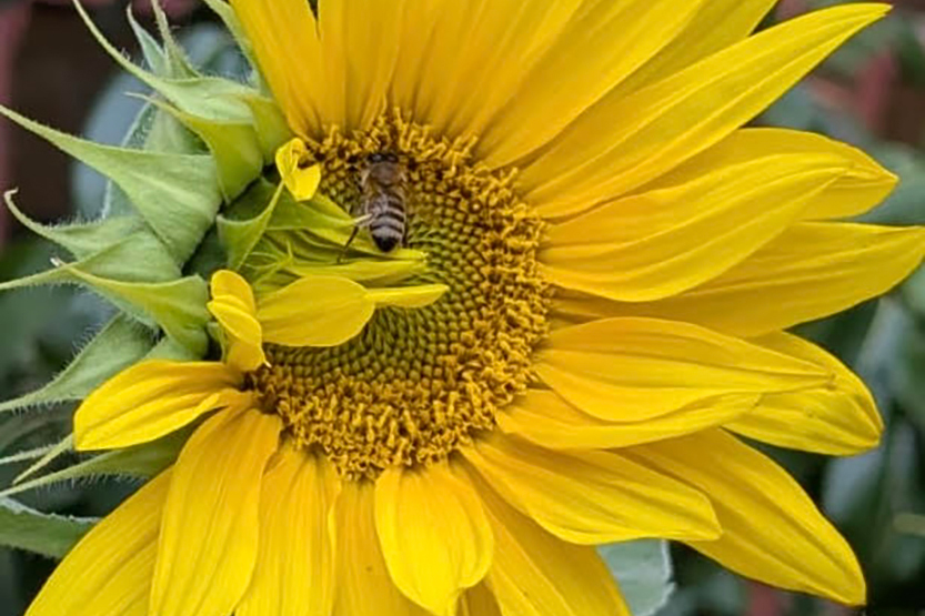 The latest from Southbank Sustainability Group