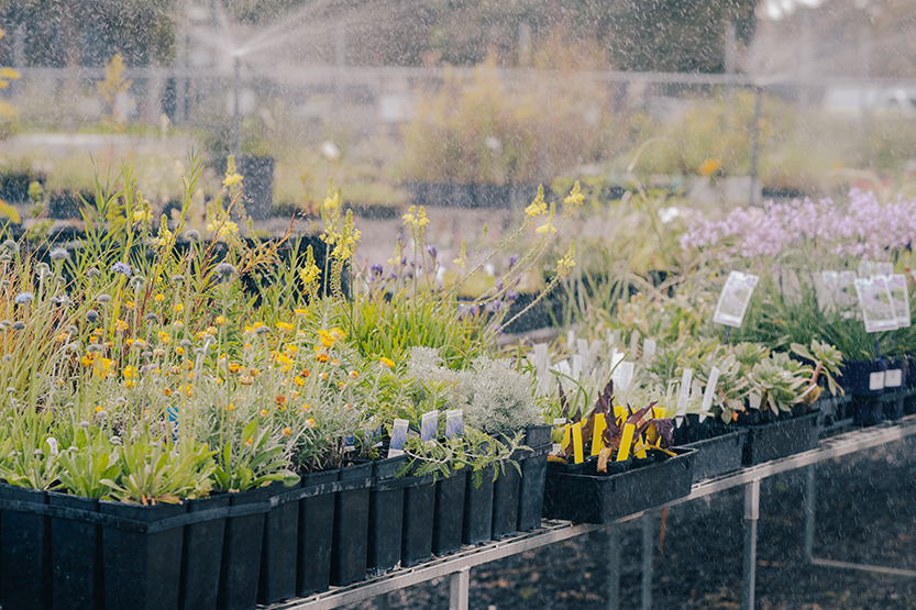 Beautiful and thriving: three-year trial to choose plants for giant new Southbank garden