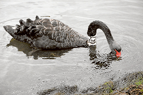 Swan with a profile