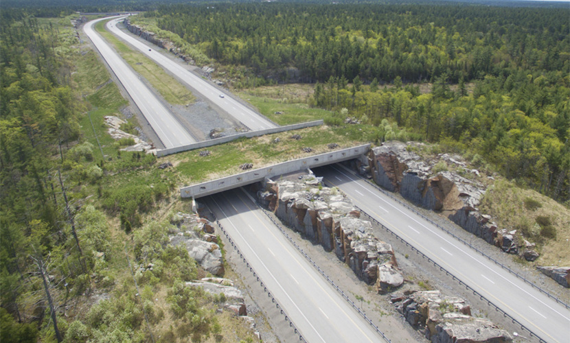 Wildlife corridors
