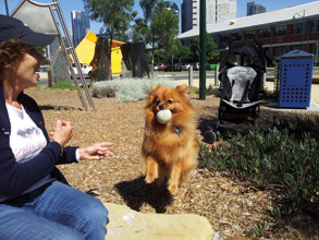 Pets corner