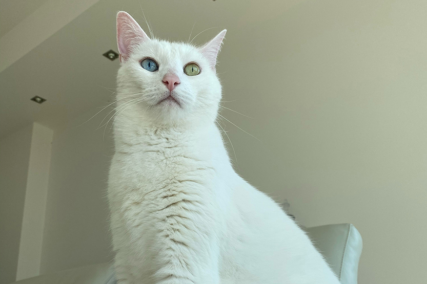 Council divided over cat crackdown