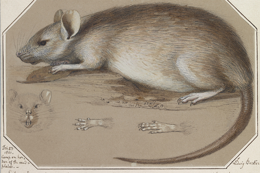 “Rough on Rats” in Southbank
