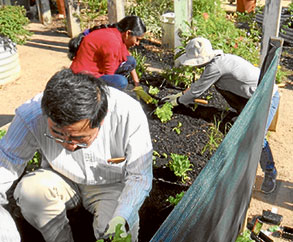How does your garden grow?