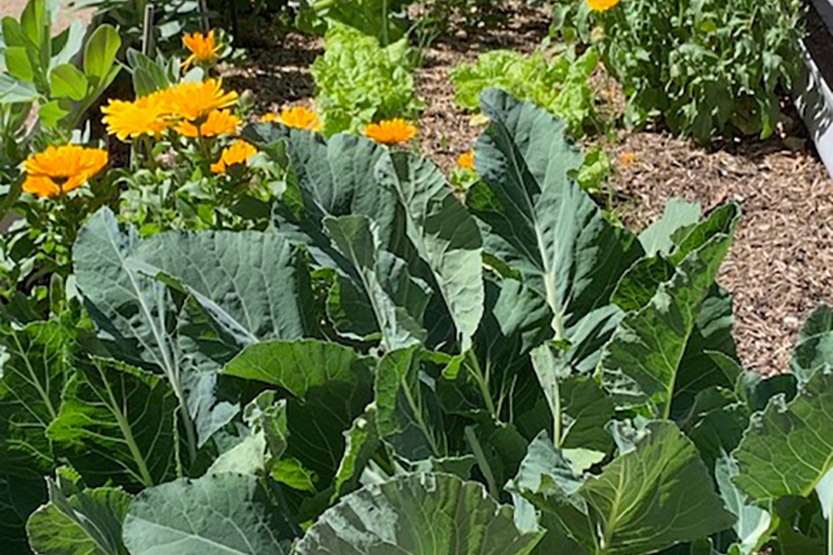Build new skills, create connections and grow sustainable food