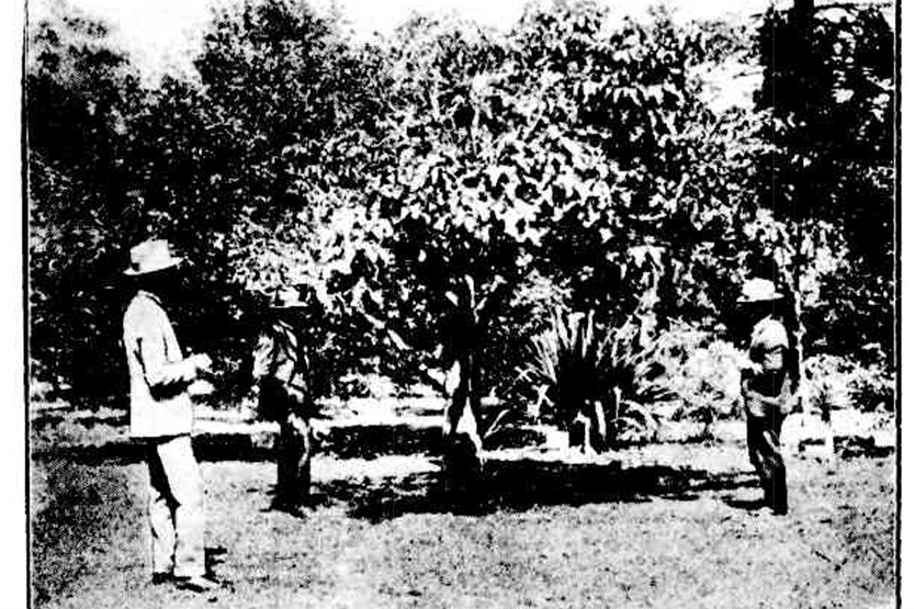 Massacre in Botanic Gardens, January 1924