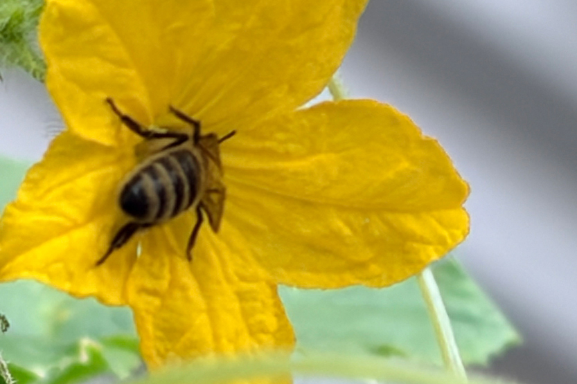 Summertime at the Southbank Sustainability Group gardens