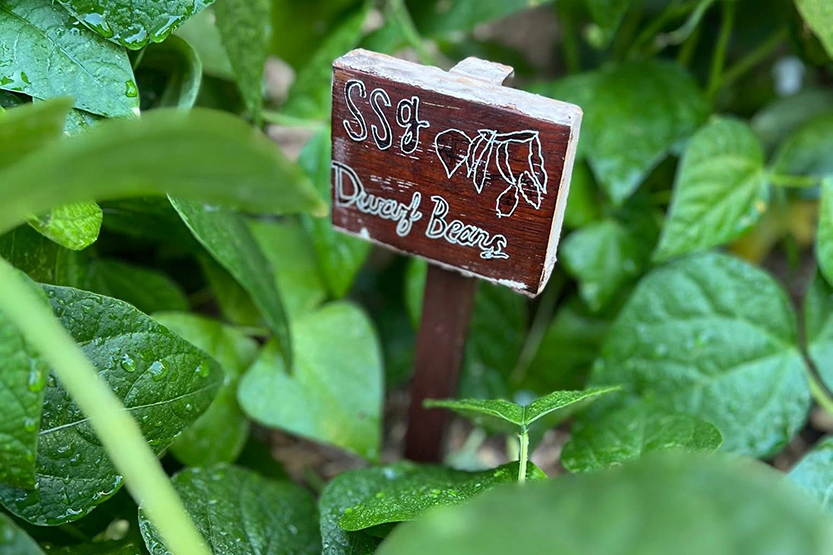 Summertime at the Southbank Sustainability Group gardens