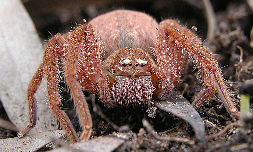 Life on eight legs