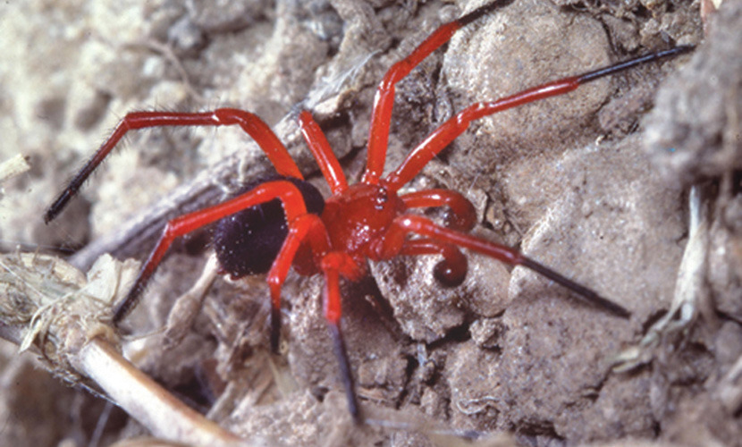 Life on eight legs