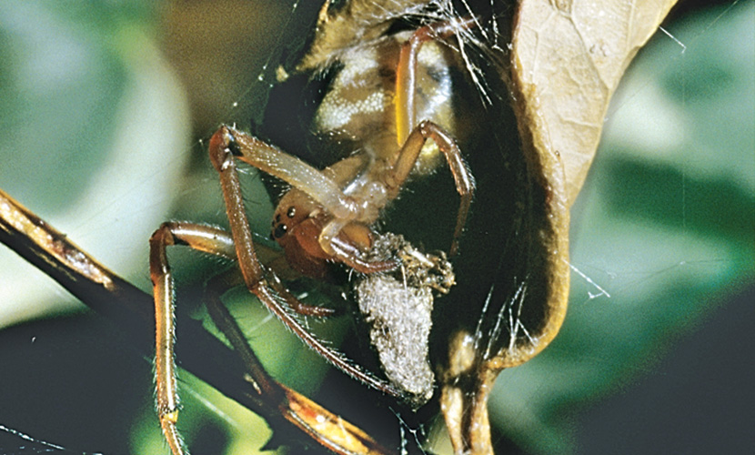 Life on eight legs