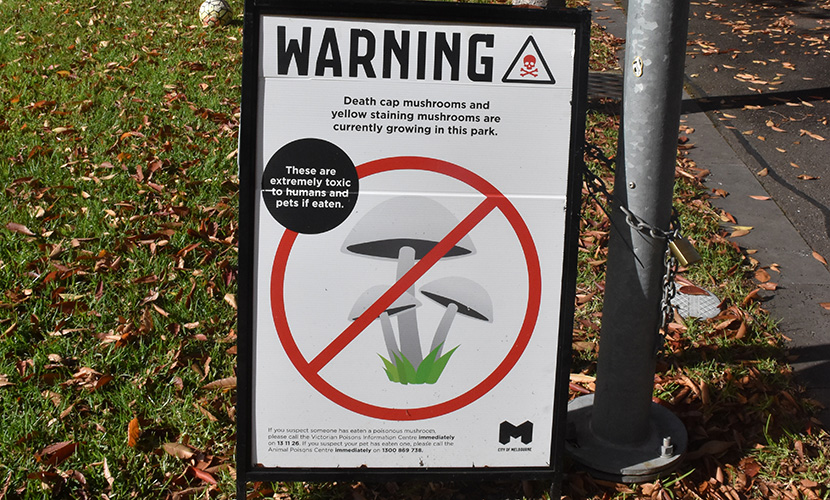 Spike in toxic mushrooms prompts health warning
