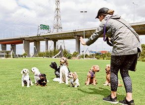 Walking Docklands’ dogs