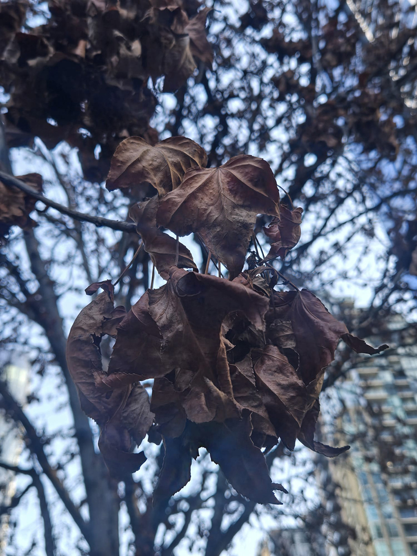 When a Southbank tree dies, the loss is bigger than it looks