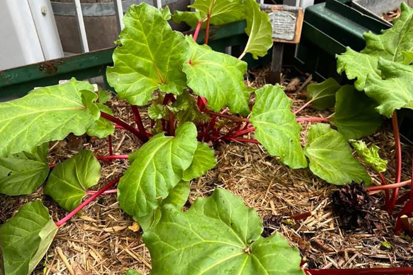 Grey skies, green thumbs and warm hearts at SSG winter gardening bees