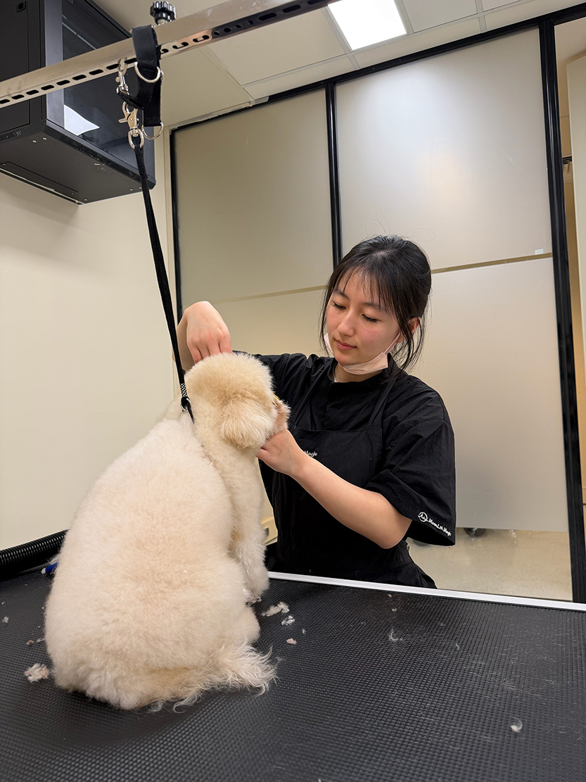 New City Rd pet salon answers growing demand in Southbank