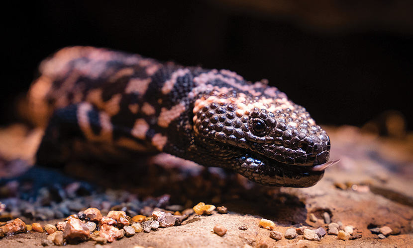 Little monster moves into Melbourne Zoo’s historic reptile house