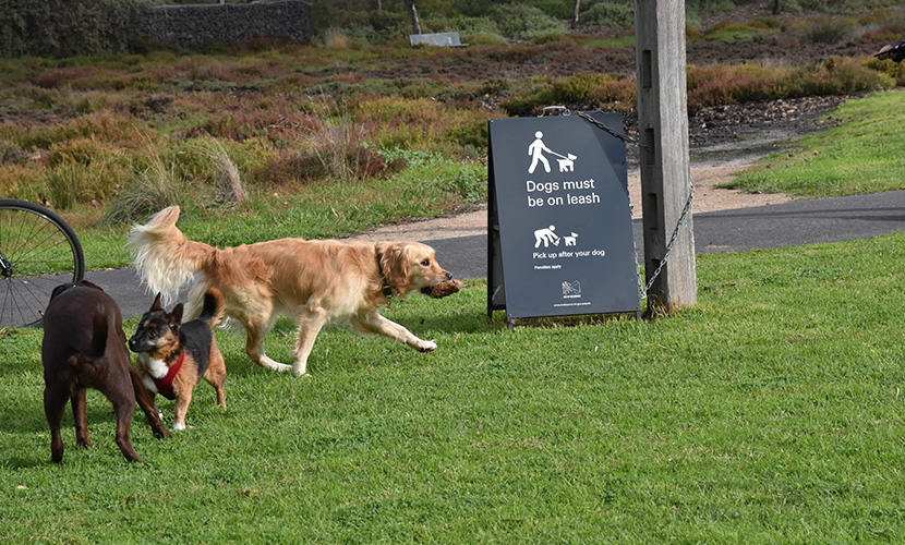 Dogs free to have fun