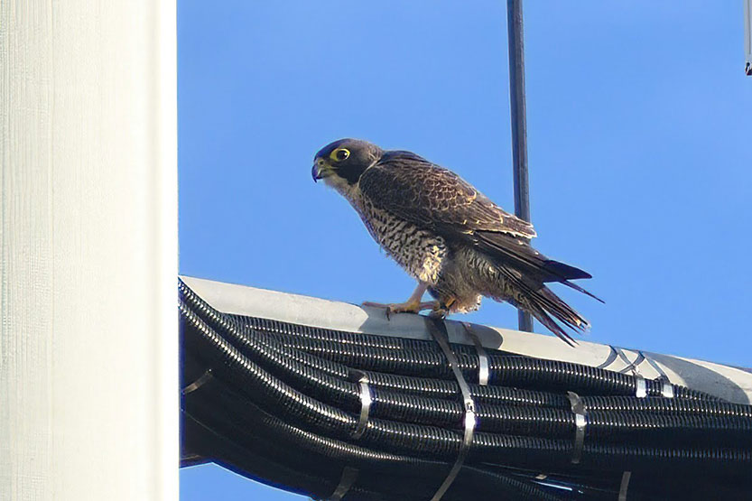 Raptor in Royal Park