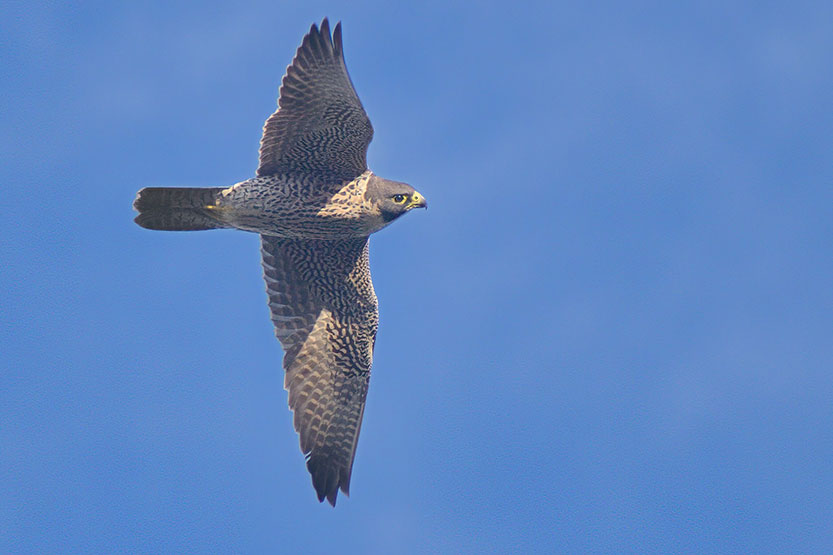 Raptor in Royal Park