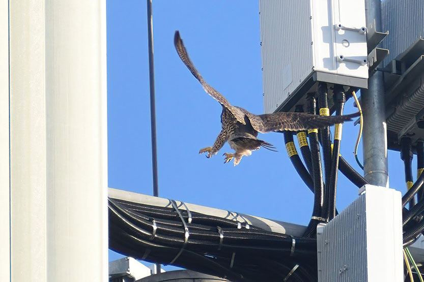Raptor in Royal Park