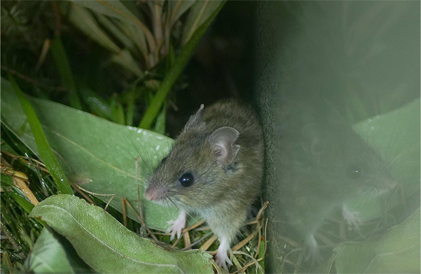 Mouse matchmakers bring native back from the brink
