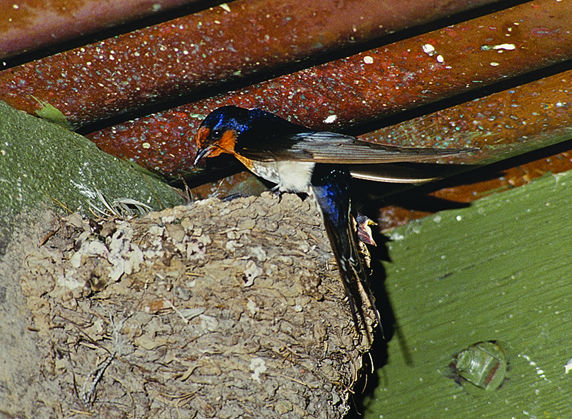 Guggenheim Gumleaf