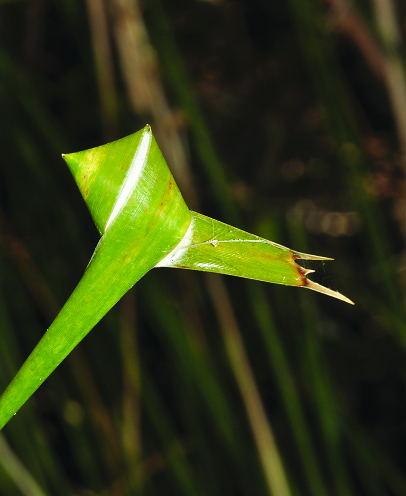 Guggenheim Gumleaf