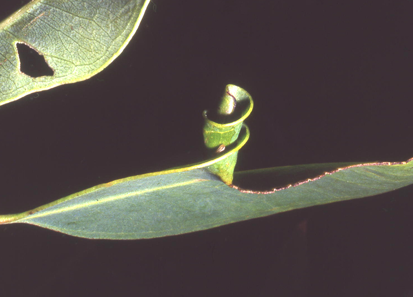 Guggenheim Gumleaf