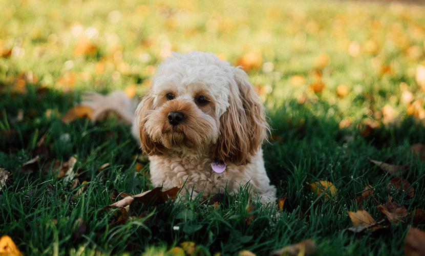 Barking up the wrong tree: opposition mounts to turn Murchison Park into off-leash dog area under council plan
