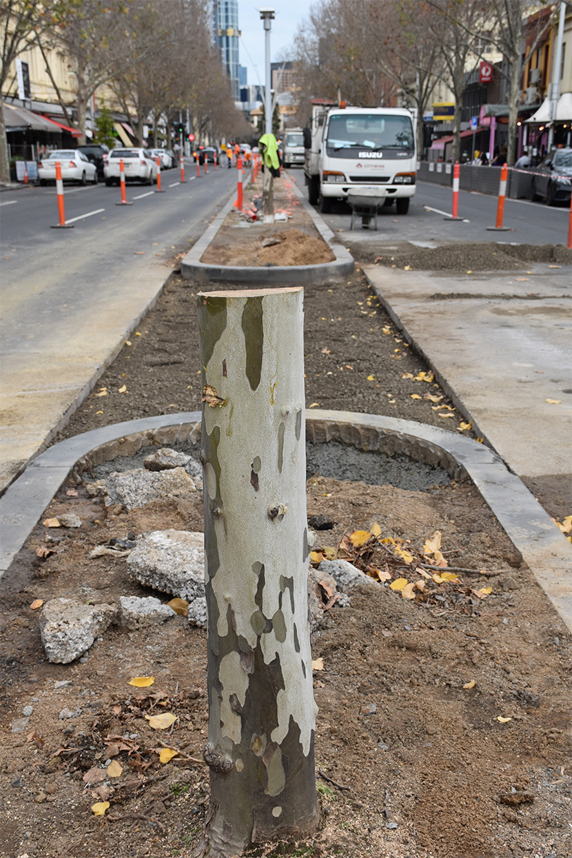 Trees cut down along the centre of Lygon St