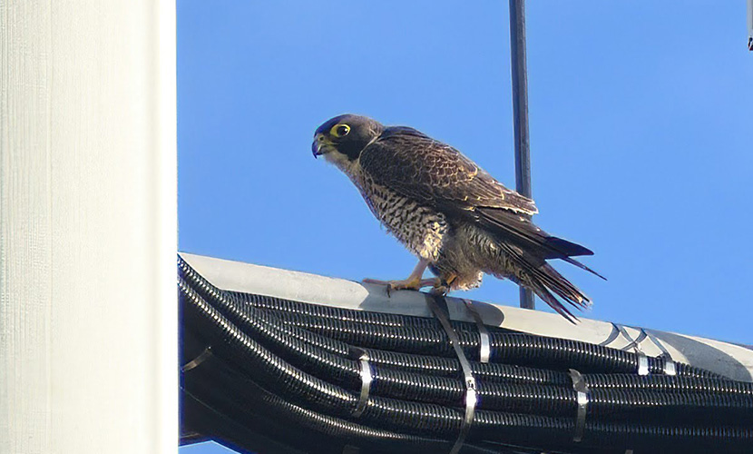Raptor in Royal Park