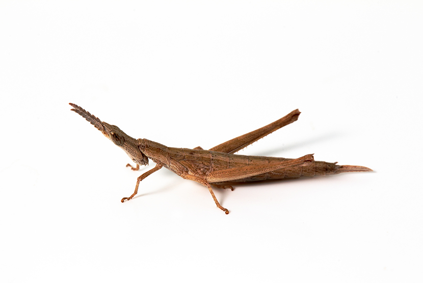 Threatened grasshopper jumps into new habitat