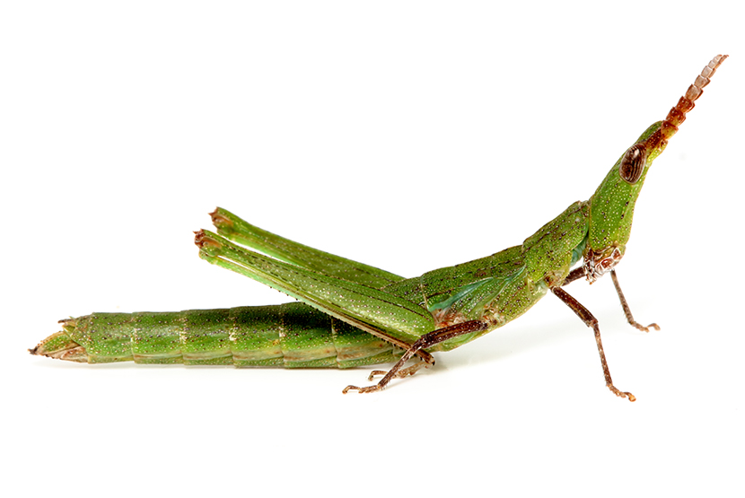 Threatened grasshopper jumps into new habitat